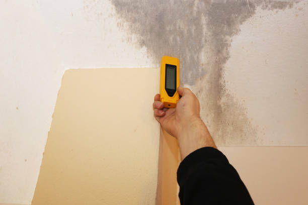 Best Attic Mold Removal  in Salton City, CA