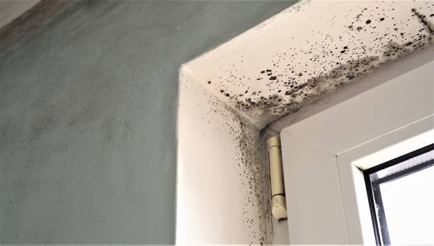 Best Industrial Mold Remediation  in Salton City, CA