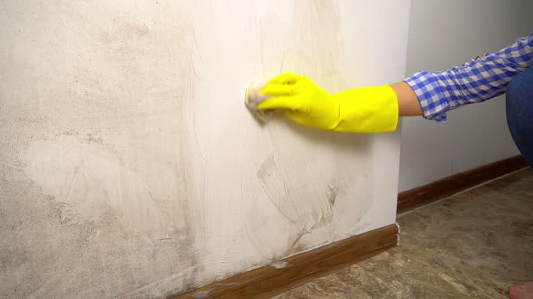 Best Black Mold Removal  in Salton City, CA