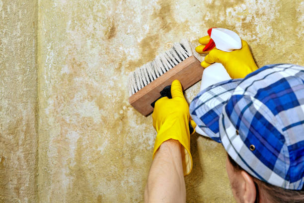 Best Mold Removal for HVAC Installations  in Salton City, CA