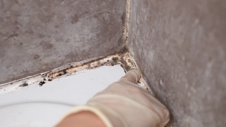 Best Air Quality Testing for Mold Spores  in Salton City, CA